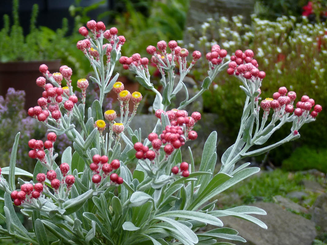 Helichrysum amorginum 'Ruby Cluster' photo